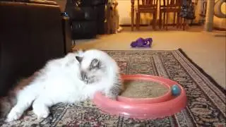 Fisky Ragdoll and Labrador
