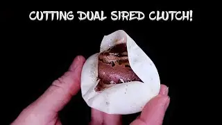 Cutting a Dual Sired Clutch of Ball Python Eggs!