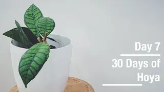 Hoya callistophylla | 30 Days of Hoya - 7 of 30