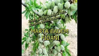 Marta badem fidanı. Erken yaşta bol meyve verir. Kendine verimli badem.