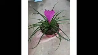 Mini bromélia |PLANTAS