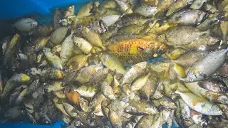 Ep2 Night spearfishing | Ang daming danggit.