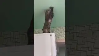 Кот электрик