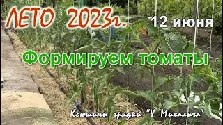 ЛЕТО. Формируем томаты.