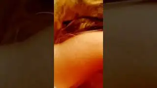 КотоКОБРА? Как отучить?