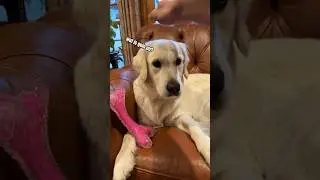 How Many Taps Until Your Pet Gets Mad 😡 