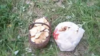 рай груздей