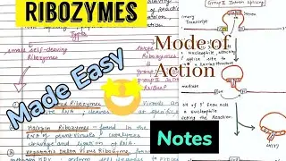 Ribozymes (classification, Examples, mode of action) 