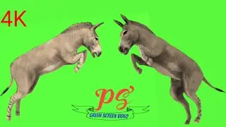 Ass Green screen video! गदहा Green screen !