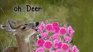 Fighting Back: STOP Deer Destruction! 😩💪