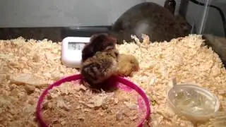 Sleepy Baby Coturnix Quail