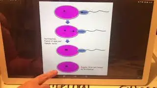 KS3 Year 7 - Animal Reproduction