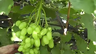 Сорт винограду 