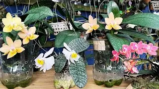 DEMONSTRATION OF HOW TO GROW PHALAENOPSIS ORCHIDS THAT WORKS, SO YOU DON'T LOSE AN ORCHID