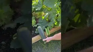 Сбор урожая 