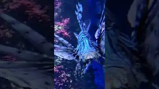 lion fish in a Big Reef aquarium