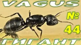 Ant Black carpenter ant - Camponotus Vagus
