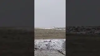 Kurtlar Kangalları Kavgaya Davet Ediyor