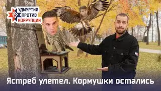 Ястреб улетел. Кормушки остались