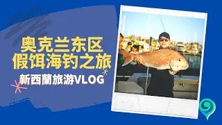 奥克兰6小时出海钓鱼之旅！收获丰盛！开放接受预订