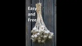 It's Garlic Planting Time! Here's how easy it is.