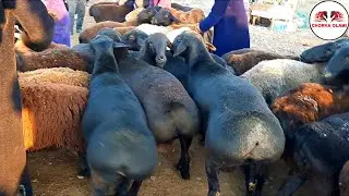 КАШКАДАРЁДА КАРШИ МОЛ БОЗОРИ НАРХЛАРИ QARSHI MOL BOZORI NARXLARI