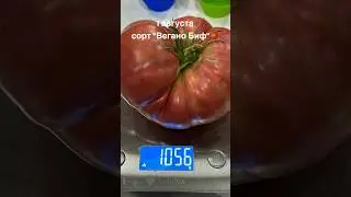 "Рассаду нужно сажать в феврале🤦🏻‍♀️" - говорили мне #vlogger #дача #мамавика #лето #урожай #топ