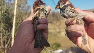 birds hunting with a net trap