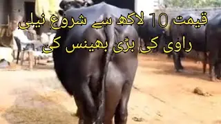 five star ⭐ World biggest champions / Top Nili Ravi Buffaloes 49.257 kg milk || nili ravi breed