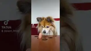 Tiktok dog challenge 2021 pomeranian puppy wiener challenge #Shorts