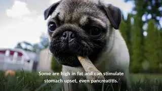 Dangers of Bones for Dogs and Safer Alternatives