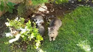 Cats Playing In The Yard