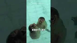 海豹幼稚園爆紅，網友捐款到官網當機！#shorts