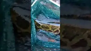 Рыбалка ЗМЕЕГОЛОВ в лодки