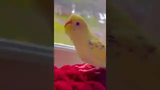 My Bird Mojo Dancing While I’m singing