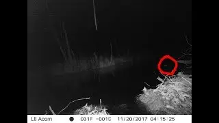 Реакция на приманку бобра, уже бывшего в капкане!