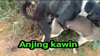 Anjing kawin