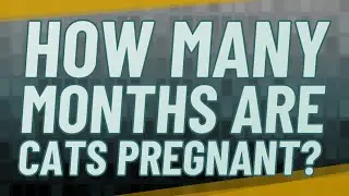 How many months are cats pregnant?