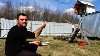 КАК не надо приучать ГОЛУБЕЙ ! моя ошибка В ГОЛУБЕВОДСТВЕ