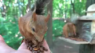 Три белки / Three squirrels