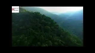 the green forest by drone
