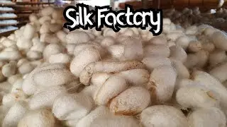 Cutting Open a Silk Worm Cocoon at Silk Factory! How Silk is Made from Silkworm | ulat sutera | カイコ