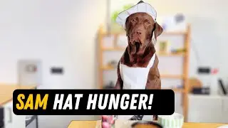Wenn du Nachts hungrig bist und dir heimlich Essen machen musst, ohne Geräusche! 🙈🐶