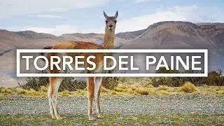 Vikunjas im Torres del Paine Nationalpark mit viventura