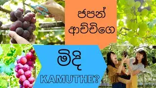 ぶどう狩り ජපානයේ මිදි වත්තක වරුවක්🍇