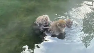 snow monkeys grooming in natural hot springs