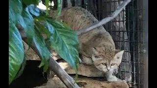 The Noble Sand Cat