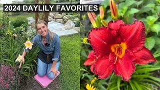 Daylily Favorites | Low Maintenance Perennial 🙌 🌸