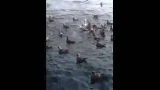 Голодные птицы