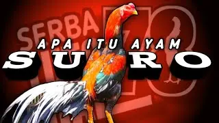 What is SURO Chicken & What are its Characteristics ⁉️